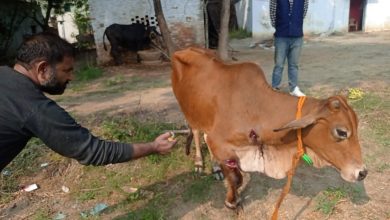 Photo of तरदहा गाँव में दर्द से तड़प रही गाय के इलाज को नही पहुँची सरकारी एम्बुलेंस.. न पहुंचे डॉक्टर