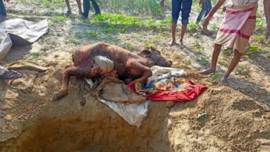 Photo of भैंस के पड़वा को काटकर घर के पास फेंका, ग्रामीणों में उबाल – पुलिस जांच में जुटी