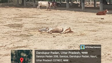 Photo of धूप में तड़पती बीमार गाय, गौशाला की अव्यवस्था पर ग्रामीणों ने उठाए सवाल