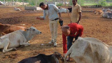 Photo of डॉ. प्रदीप पांडे ने श्रावण मास के पहले दिन किया गौसेवा