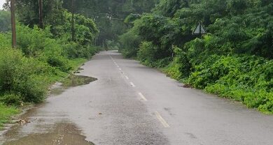 Photo of सड़क दुर्घटनाओं को न्यौता दे रही झुकी कटीली झाड़ियां