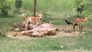 Photo of इटौरी गौशाला में गौवंशो को कुत्ते नोच कर खाते वीडियो हुआ वायरल