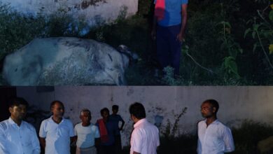 Photo of करंट की चपेट में आने से भैंसे की दर्दनाक मौत